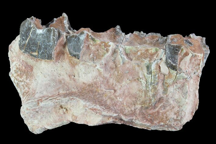 Hyracodon (Running Rhino) Jaw Section - South Dakota #99564
